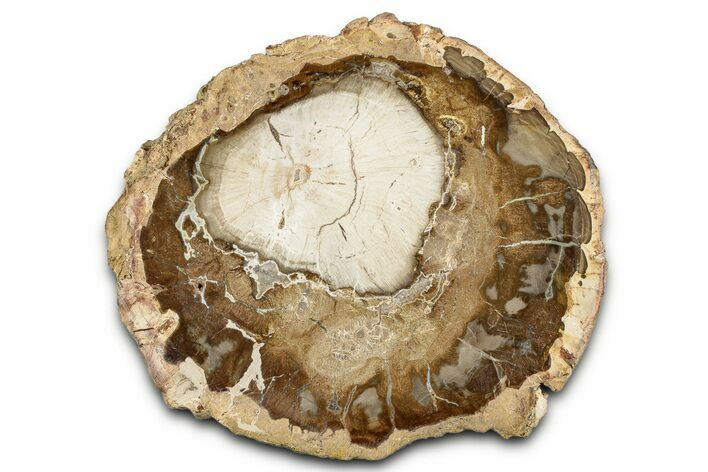 Beautiful Petrified Wood (Araucaria) Round - Madagascar #339368